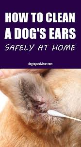 Check spelling or type a new query. 7 Tips To Clean Your Dog S Ears Dog Ear Dog Health Dogs