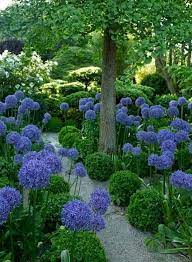 Agapanthus Beautiful I Love Agapanthus And Love Them With These Rounded Boxwoods Plants Beautiful Gardens Gorgeous Gardens