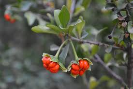 Image result for Turraea floribunda