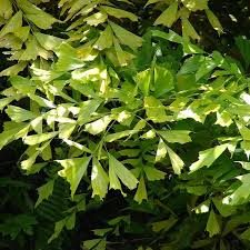 Image result for Caryota