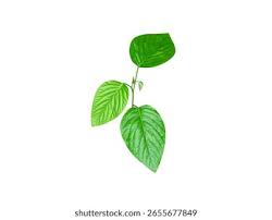 Image result for Pleurolobus