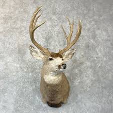 Of alum and 1 lb. Mule Deer Shoulder Mount For Sale 24734 The Taxidermy Store