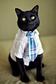 Black cat, black coffee женская футболка. 20 Cats Who Got Ties For Father S Day Cats Business Cat Crazy Cats