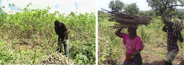 Image result for Hyparrhenia anamesa