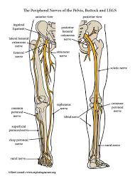 The study of the human body involves anatomy, physiology, histology and. Nerves Of The Lower Limb Peripheral Nervous System Human Body Anatomy Body Anatomy