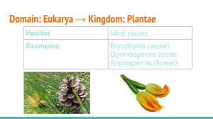 Domains And Kingdoms Ppt Download