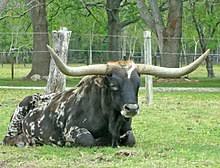 The pages are produced by the texas longhorn fan club, and they are designed to allow the fans to put in their favorite team colors and even use their team logo if they. Texas Longhorn Wikipedia