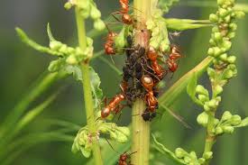 Image result for Landolphia incerta