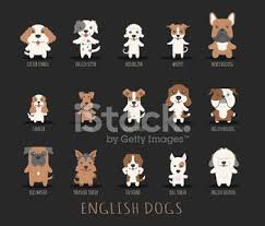 Ingiliz Kopekleri Kumesi Kucuk Resim 1 566 198 Clipart