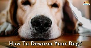 What Is Deworming How To Deworm Your Dog Pets World