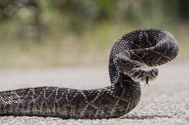 The most common rattlesnake coloring material is metal. The Deadly Western Diamondback Rattlesnake Critter Science