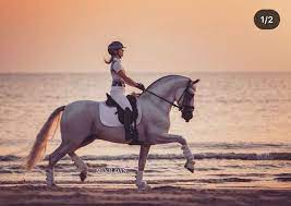 Britt dekker met george naar jumping amsterdam. Britt Dekker George Mooie Paarden Paardenfotografie Hobby Paard