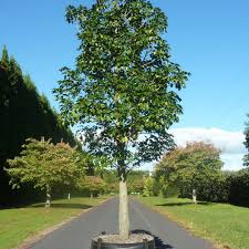 Self fertile and a good pollinator for other varieties. Tauranga Tree Co Bay Of Plenty S Largest Selection Of Big Trees