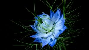 Check spelling or type a new query. Flower Opening Gifs Get The Best Gif On Giphy