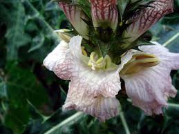 Image result for Acanthus montanus