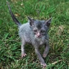 Specializing in generations f2 and f6 savannah kittens. Lykoi Cat Kitten Werewolf Cat For Sale In Sweetwater Tennessee Classified Americanlisted Com