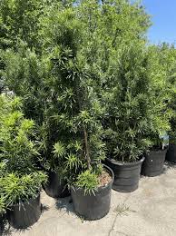 Image result for Podocarpus