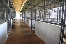 Releash atlanta is a 501c3, not for profit, 100% volunteer run, ga department of agriculture licensed charitable we save all breeds from yorkies and shih tzus, pit bulls and doberman pinscers to mutts large and small! Animal Shelter Wikipedia