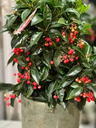 Image result for Ardisia