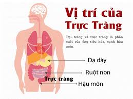 Đang quay số (tại những thời điểm có thể trạng thái này không được kích hoạt để tiết kiệm tài nguyên). Ä'áº¡i Trang La Gi Vá»‹ Tri Va Chá»©c NÄƒng Cá»§a Ä'áº¡i Trang