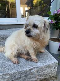 We did not find results for: Petfundr Home Facebook