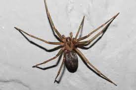 However in states where there aren't any restrictions, it appears that cases are lower. Blog The Black Widow Vs The Brown Recluse Two Venomous Spiders In Katy Texas