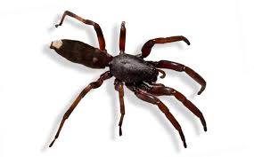 Australias Most Dangerous Spiders