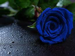 We did not find results for: Wallpaper Rose Blue Rose Drops Bud Hd Widescreen High Definition Fullscreen