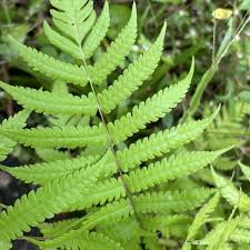 Image result for Christella dentata