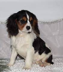 Puppies For Sale Near Me Find Your Puppy Vip Puppies Cavalier King Charles Spaniel King Charles Spaniel King Charles Dog