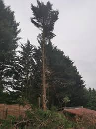 A ciprusfa levelestől ágastól kisangyalom hogy váljunk el egymástól úgy elválunk, kisangyalom, egymástól mint a csillag fényes ragyogásától cypress tree. Leyland Ciprus Kivagasa Nagy Zsolt Alpin Favago Facebook