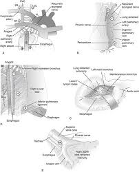 Morphologically, sibson's fascia represents the spread out degenerated tendon of scalenus. Anatomy Of The Thorax Thoracic Key