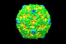 Le terme de norovirus a été choisi en raison de la description de ce virus à norwalk dans l'ohio. Was Ist Der Norovirus Ursachen Symptome Behandlung Krank De