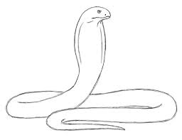 Add some shading to give your king cobra snake drawing more dimension and volume. Easy Drawing King Cobra