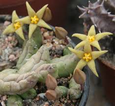 Image result for Piaranthus atrosanguineus