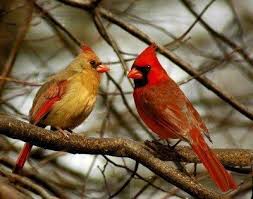 Birds Of Northern Indiana A Picture Of Male And Female Cardinal In The Winter In Indiana Cardinal Birds Beautiful Birds Backyard Birds