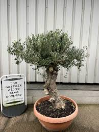 Gnarled Olive tree bonsai bowl - The Norfolk Olive Tree Company