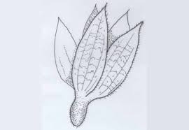 Image result for Clerodendrum fasciculatum