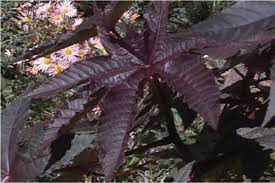 Ragam khasiat itu misalnya untuk mengobati Tumbuhan Tumbuhan Beracun Yang Mematikan Chemistry For Peace Not For War