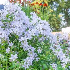 Pin By Heidi Whitelock On Fantasy Garden Plants In 2020 Campanula Bellflower Ground Cover Plants