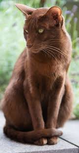The Havana Brown Cat Is A Medium Sized Lean And Muscular Cat With A Short Shiny Chocolate Brown Coat They Ha Brown Cat Havana Brown Cat Cute Cats And Kittens