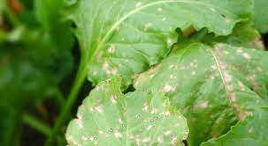 The bougainvillea looper caterpillar will eat the plant's leaves away. Bougainvillea Pests Diseases Bgi Premium Plant Foods