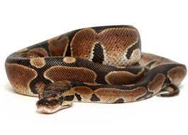 Ball Python Care Sheet Ball Python Care Ball Python Reptiles Pet
