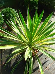 Dried, silk, foam or plastic flowers all offer a reliable alternative to fresh flowers. Sculptural Plants