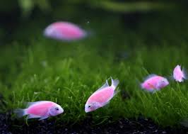 Amazing Photography Beautiful Photos Of Nature Glow Fish Animals