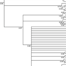 Image result for Pandanus chiliocarpus