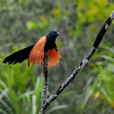 Tag suara burung but but terbaru. Tradisional Minyak Burung But But Home Made Shopee Malaysia