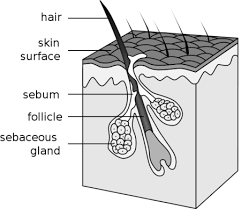 Image result for Sebaceous Gland