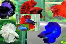 Kepala dinas perikanan nur hafid saat ditemui di ruang kerjanya. Potensi Bisnis Budidaya Ikan Cupang Hias Di Bandung Raup Keuntungan Signifikan Meski Saat Pandemi Potensi Bisnis