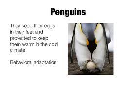 Accurate content you can trust, spreading knowledge on the animal kingdom, and giving back. Cold Climate Adaptations Screen 6 On Flowvella Presentation Software For Mac Ipad And Iphone